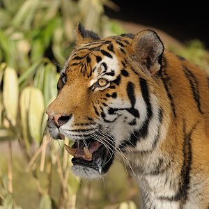 immer auf dem Sprung
Tiger
TG Nürnberg