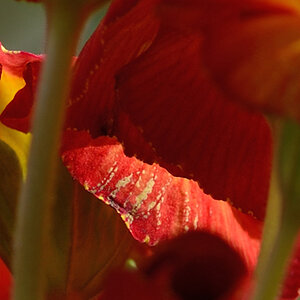 crop 12MP