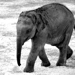 elefant02
