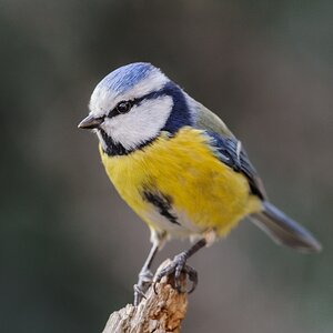 20120302 2711 [NIKON 1 V1] 300 mm,1 125 Sek. bei ƒ   4,5