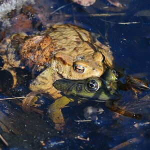 Erdkröte Wasserfrosch