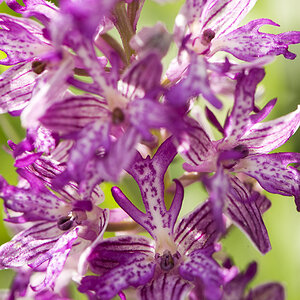Bastard verm. O. militaris x O. purpurea, Crispenhofen