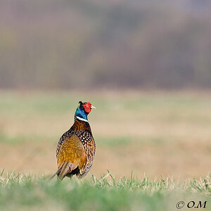 DSC5710120324Fasan 2