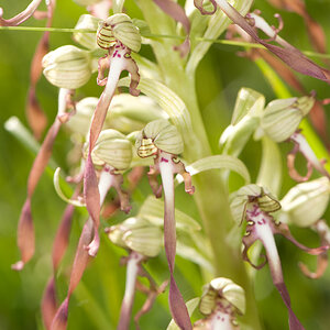 HimantoglossumHircinum Bluete KLE DSC1042