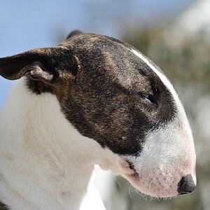 120212 Bulliköppe 003 A