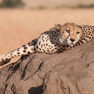 Masai Mara 8103