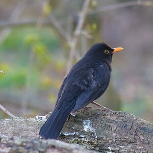 SC DSC 1293z