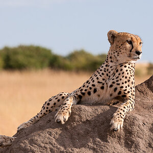 Masai Mara 8241