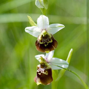 Ophrys holoserica KLE DSC3961