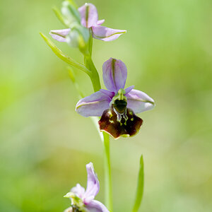 Ophrys holoserica KLE DSC3977