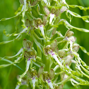 HimantoglossumHircinum CRI DSC3944