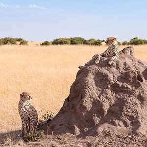 Masai Mara 8653
