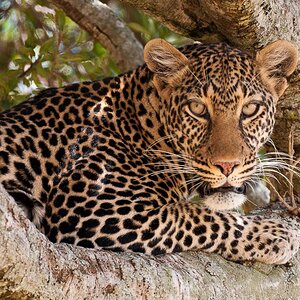 Masai Mara 5816