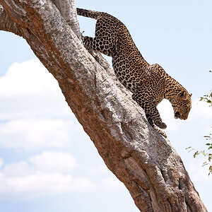 Masai Mara 7225