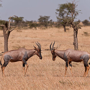 Masai Mara 7394