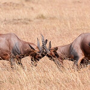 Masai Mara 5976