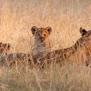 Masai Mara 5493