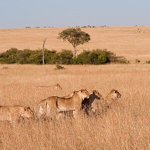 Masai Mara 7097