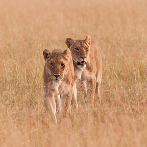 Masai Mara 7329