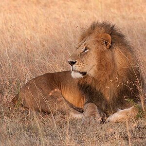 Masai Mara 7988