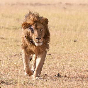 Masai Mara 7396