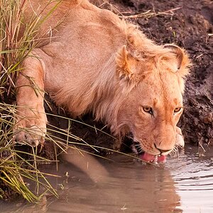 Masai Mara 7233