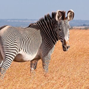 Ol Pejeta 4855