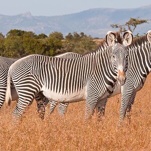 Ol Pejeta 4823