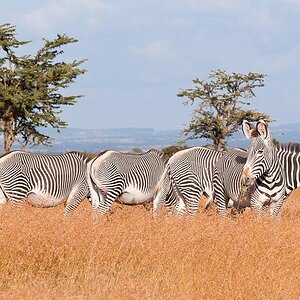 Ol Pejeta 4846