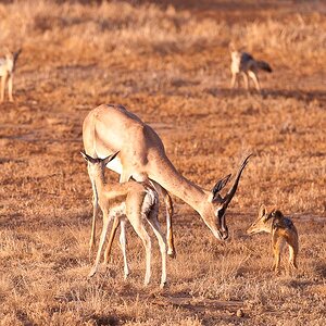 Amboseli 6129