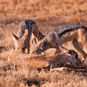 Amboseli 3569