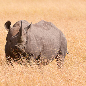 Masai Mara 7587