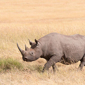 Masai Mara 7619