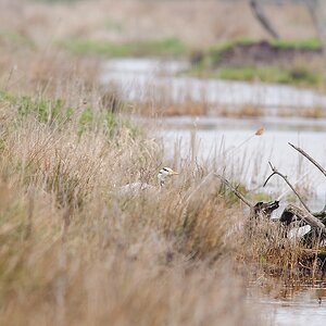 20120415 2930 [NIKON D3] 500 mm,1 320 Sek. bei ƒ   6,3