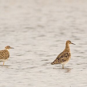 20120415 6144 [NIKON 1 V1] 500 mm,1 250 Sek. bei ƒ   5,0
