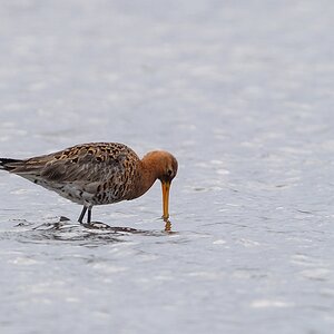 20120415 6794 [NIKON 1 V1] 500 mm,1 250 Sek. bei ƒ   5,0