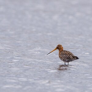 20120415 3008 [NIKON D3] 500 mm,1 320 Sek. bei ƒ   6,3