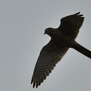 Falke1