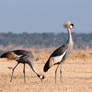 Ol Pejeta 4158