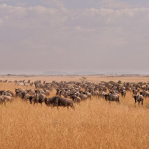 Masai Mara 8109