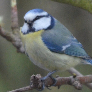 Blaumeise