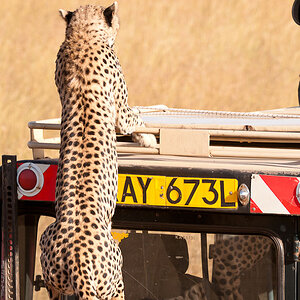 Masai Mara 6225