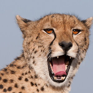 Masai Mara 6298