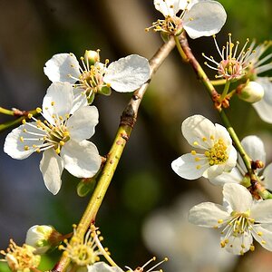 Blüte21