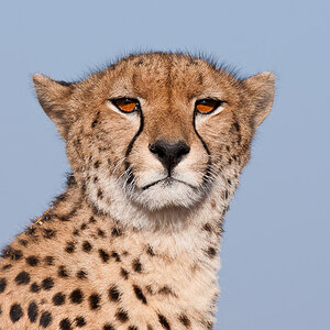 Masai Mara 6303