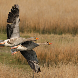 Gänse auf Texel