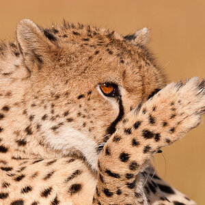 Masai Mara 6334