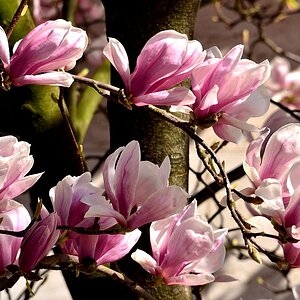 Blüte23