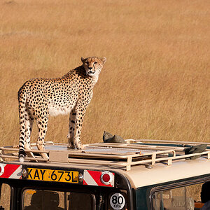 Masai Mara 7592