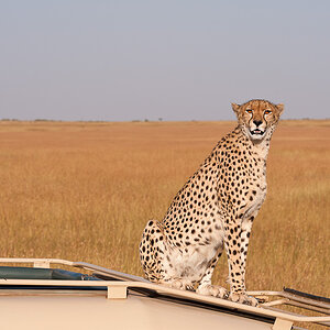 Masai Mara 7643